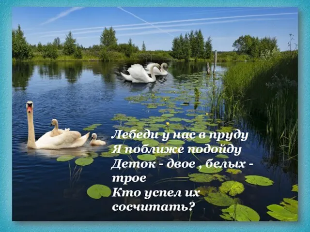 Лебеди у нас в пруду Я поближе подойду Деток - двое ,