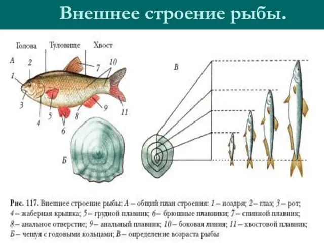 Внешнее строение рыбы.