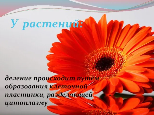 деление происходит путём образования клеточной пластинки, разделяющей цитоплазму У растений: