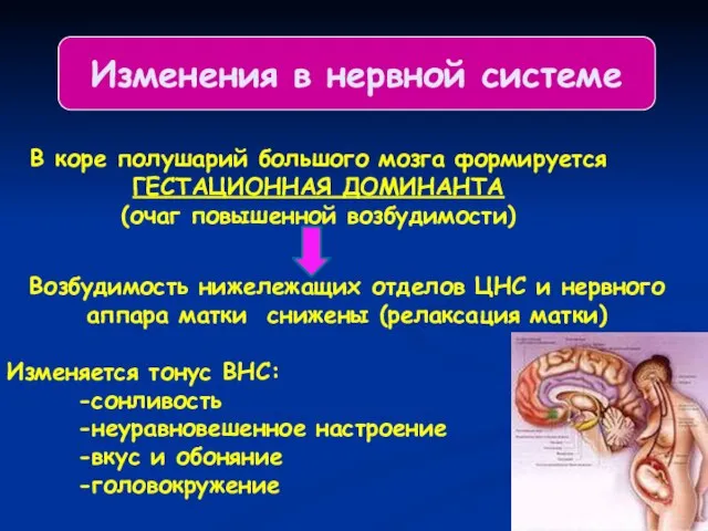 Изменения в нервной системе В коре полушарий большого мозга формируется ГЕСТАЦИОННАЯ ДОМИНАНТА