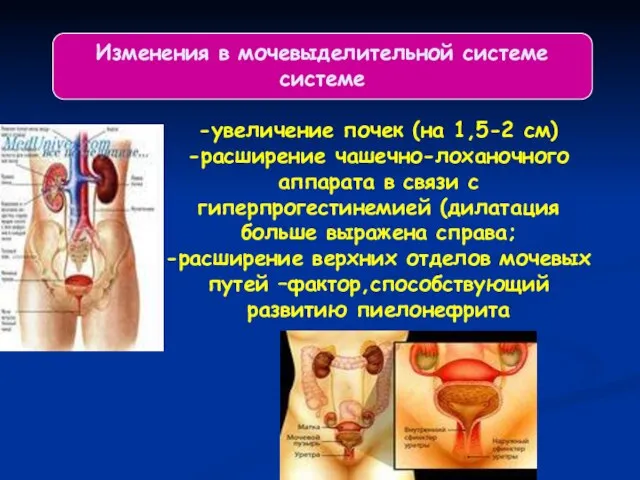 Изменения в мочевыделительной системе системе -увеличение почек (на 1,5-2 см) -расширение чашечно-лоханочного