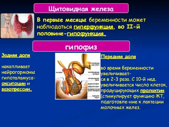 Щитовидная железа В первые месяцы беременности может наблюдаться гиперфункция, во II-й половине-гипофункция.