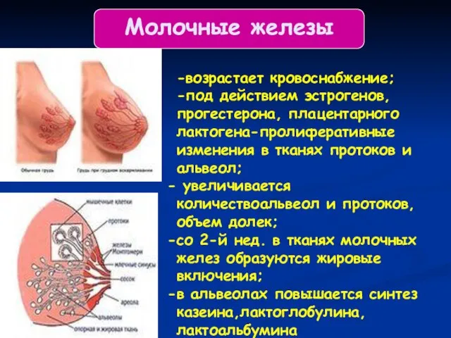 Молочные железы -возрастает кровоснабжение; -под действием эстрогенов, прогестерона, плацентарного лактогена-пролиферативные изменения в