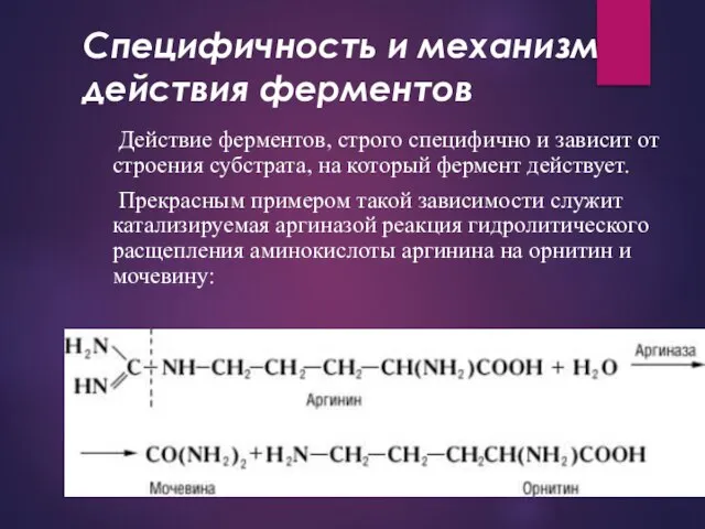 Специфичность и механизм действия ферментов Действие ферментов, строго специфично и зависит от