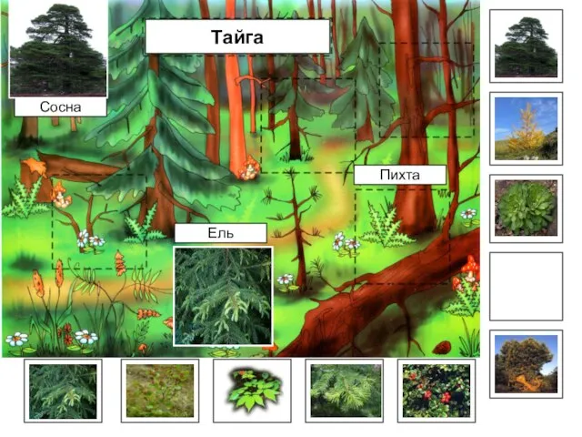 Тайга Сосна Ель Пихта