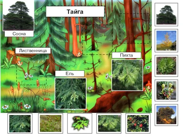 Тайга Сосна Ель Пихта Лиственница