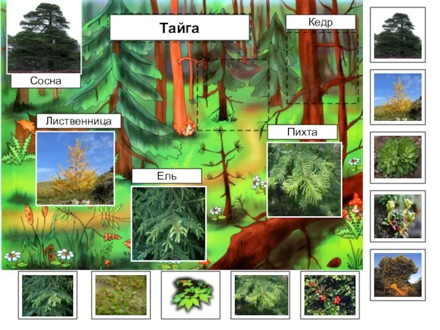 Тайга Сосна Ель Пихта Лиственница Кедр