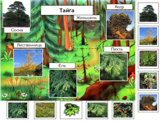 Тайга Сосна Ель Пихта Лиственница Кедр Женьшень