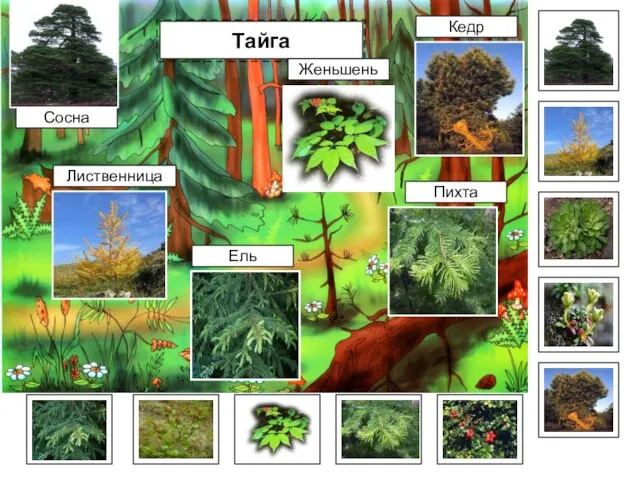 Тайга Сосна Ель Пихта Лиственница Кедр Женьшень