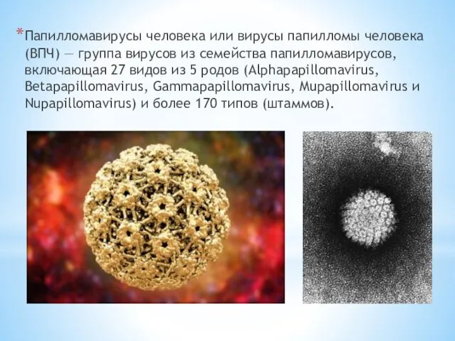 Папилломавирусы человека или вирусы папилломы человека(ВПЧ) — группа вирусов из семейства папилломавирусов,