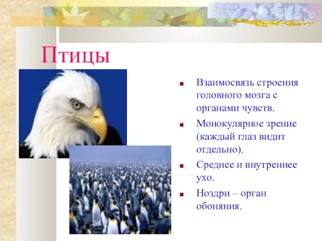 Птицы Взаимосвязь строения головного мозга с органами чувств. Монокулярное зрение (каждый глаз