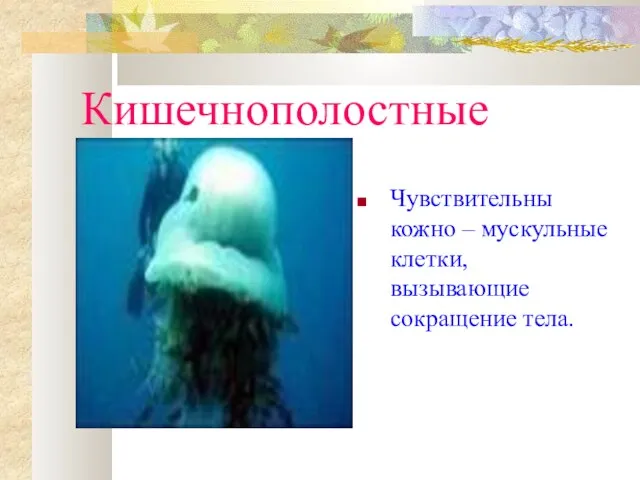 Кишечнополостные Чувствительны кожно – мускульные клетки, вызывающие сокращение тела.