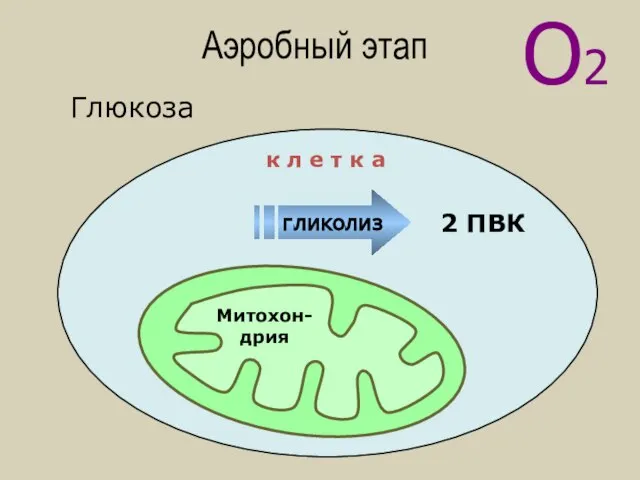 Аэробный этап О2 Митохон-дрия 2 ПВК гликолиз к л е т к а Глюкоза
