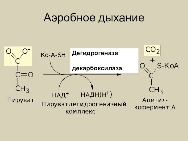 Аэробное дыхание Дегидрогеназа декарбоксилаза