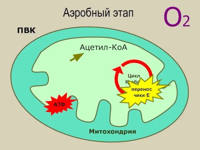 О2 Митохондрия ПВК Цикл Кребса Ацетил-КоА переносчики Е АТФ Аэробный этап