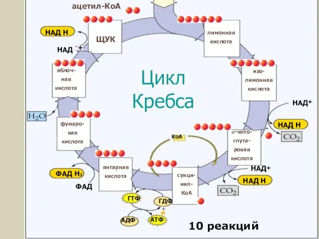 лимонная кислота ЩУК Цикл Кребса НАД НАД НАД НАД Н НАД Н