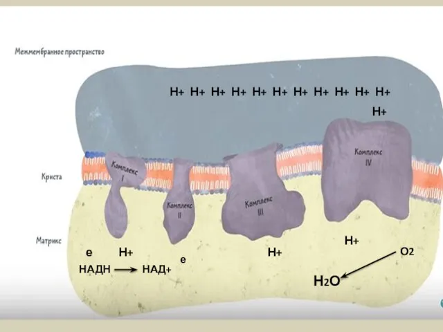 е НАДН НАД+ е О2 Н+ Н+ Н+ Н+ Н+ Н+ Н+