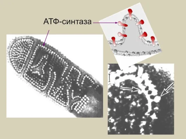 АТФ-синтаза