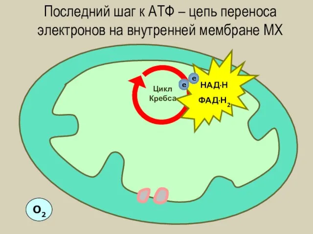 Последний шаг к АТФ – цепь переноса электронов на внутренней мембране МХ