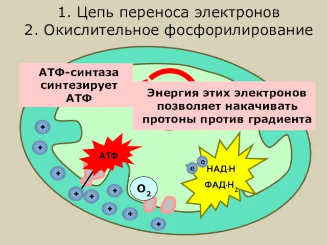 Цикл Кребса НАД·Н ФАД·Н2 Энергия этих электронов позволяет накачивать протоны против градиента