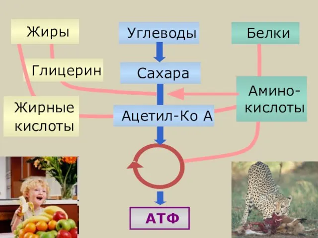 Жиры Белки Углеводы АТФ Глицерин Жирные кислоты Амино-кислоты Сахара Ацетил-Ко А