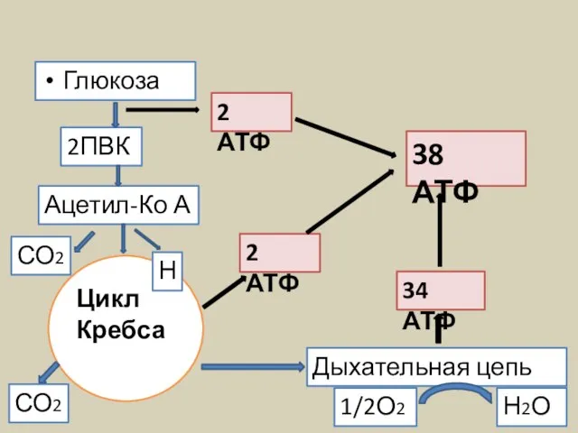 Глюкоза Ацетил-Ко А 2ПВК 2 АТФ 2 АТФ Цикл Кребса СО2 Н