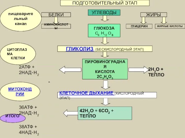 ПОДГОТОВИТЕЛЬНЫЙ ЭТАП БЕЛКИ УГЛЕВОДЫ ЖИРЫ пищеварительный канал АМИНОКИСЛОТЫ ГЛЮКОЗА C6 H12 O