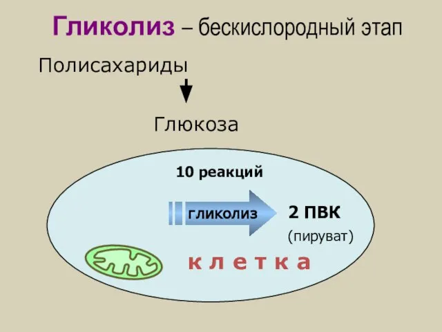 Глюкоза Полисахариды 2 ПВК Гликолиз – бескислородный этап к л е т