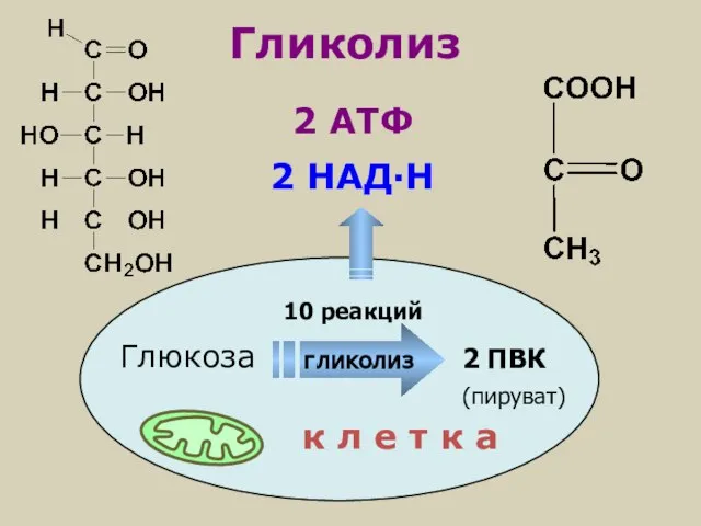 Глюкоза 2 ПВК Гликолиз к л е т к а 10 реакций