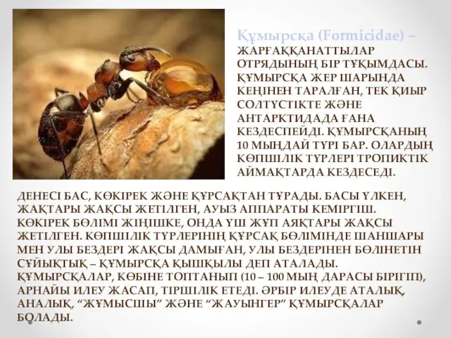 Құмырсқа (Formicidae) – ЖАРҒАҚҚАНАТТЫЛАР ОТРЯДЫНЫҢ БІР ТҰҚЫМДАСЫ. ҚҰМЫРСҚА ЖЕР ШАРЫНДА КЕҢІНЕН ТАРАЛҒАН,