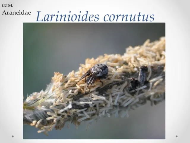 Larinioides cornutus cем. Araneidae