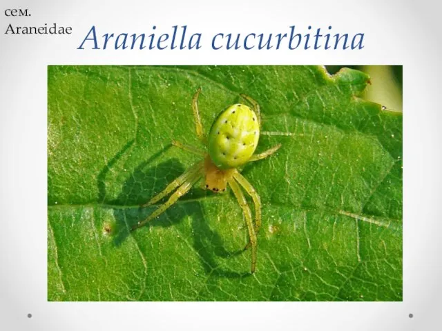 Araniella cucurbitina cем. Araneidae