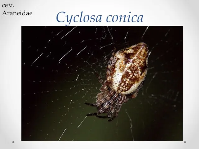 Cyclosa conica cем. Araneidae