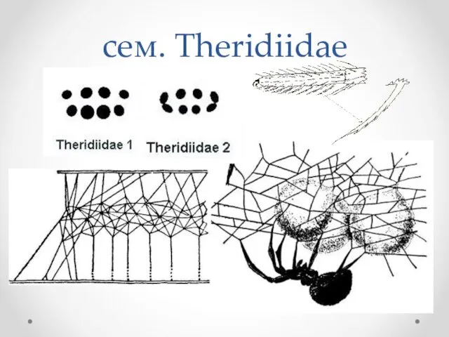 сем. Theridiidae