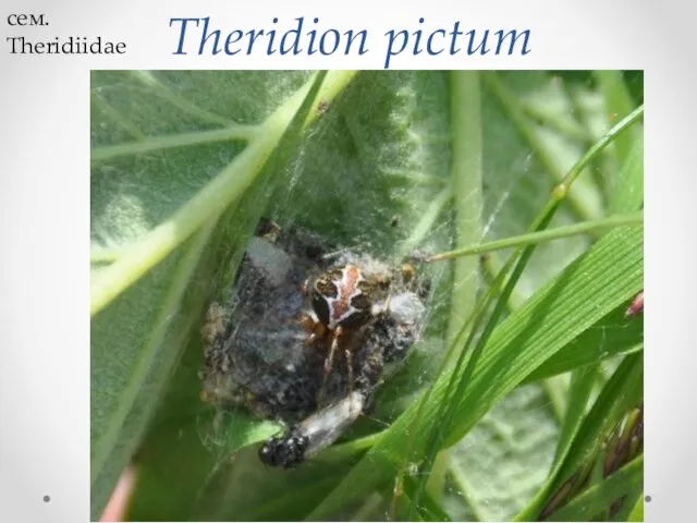 Theridion pictum сем. Theridiidae