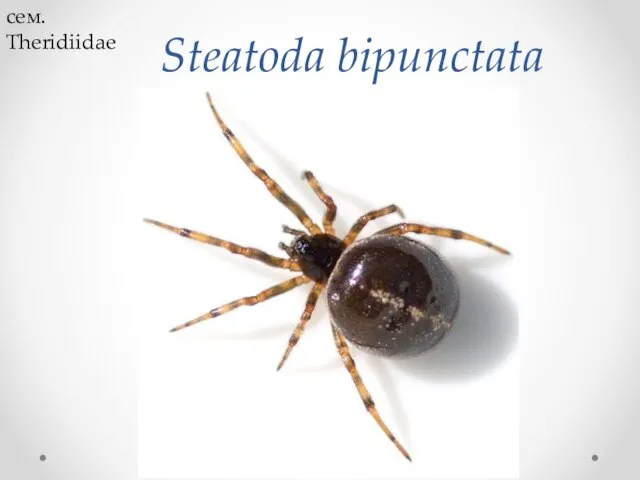 Steatoda bipunctata сем. Theridiidae