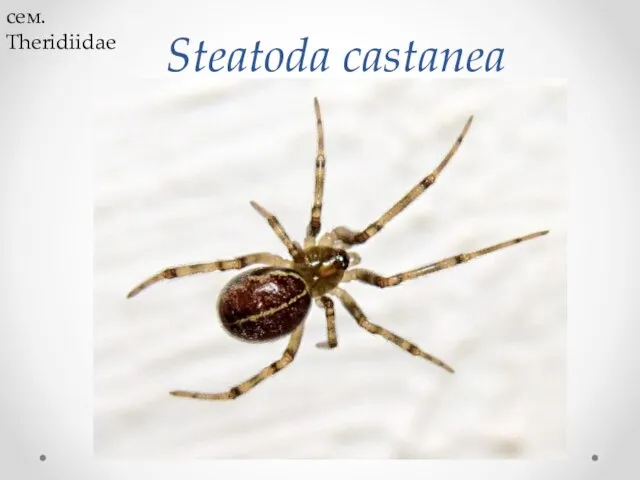 Steatoda castanea сем. Theridiidae