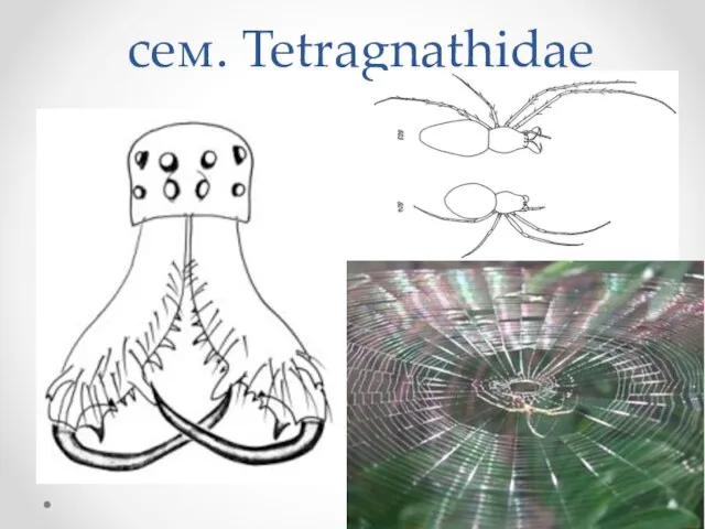 сем. Tetragnathidae