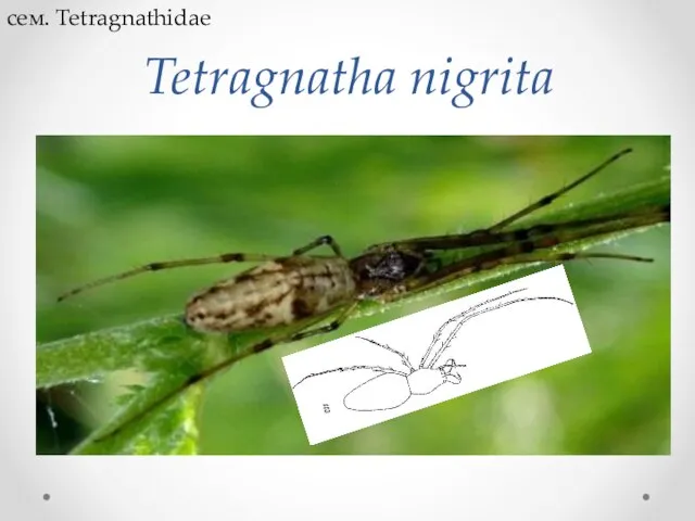 Tetragnatha nigrita сем. Tetragnathidae