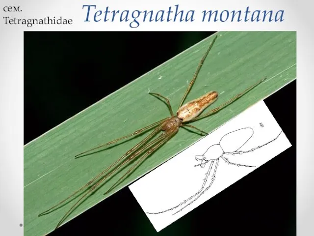 Tetragnatha montana сем. Tetragnathidae