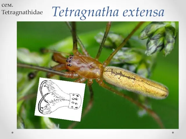 Tetragnatha extensa сем. Tetragnathidae