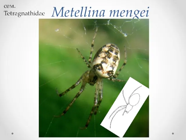 Metellina mengei