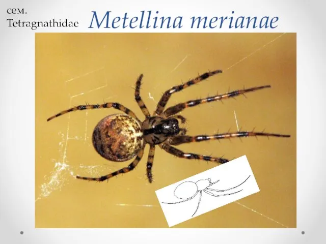 Metellina merianae