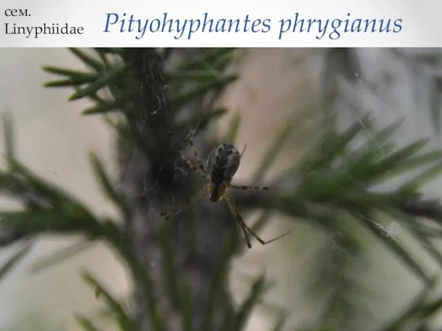 Pityohyphantes phrygianus сем. Linyphiidae