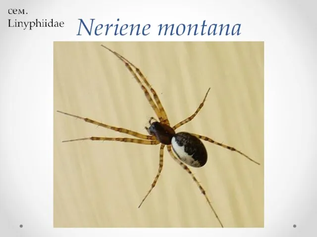 Neriene montana