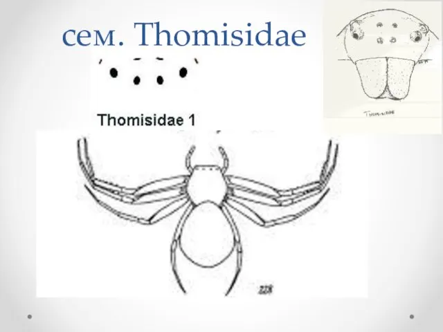 сем. Thomisidae