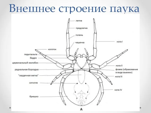 Внешнее строение паука