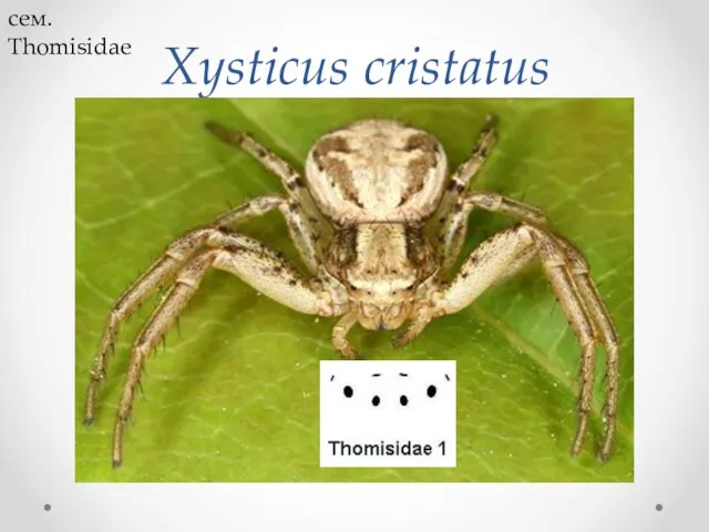 Xysticus cristatus сем. Thomisidae