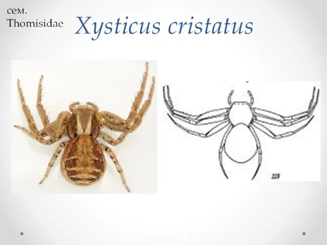 Xysticus cristatus