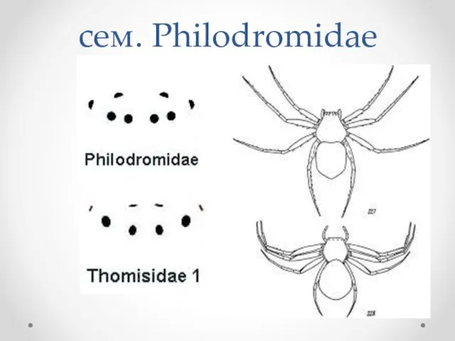 сем. Philodromidae